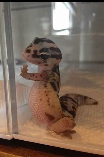 Hey