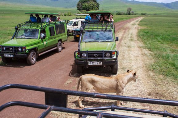 lioness walking between safari jeeps on a road through green open land during the day