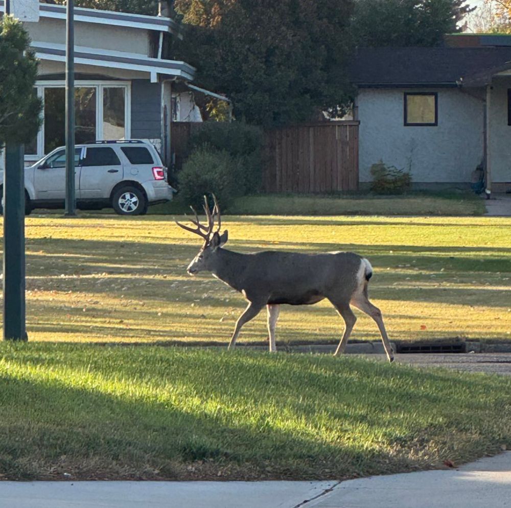 Big deer 