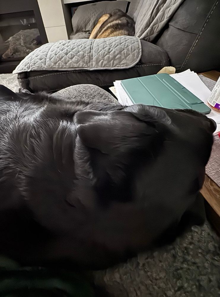 Rizzo napping on mom’s recliner on mom 