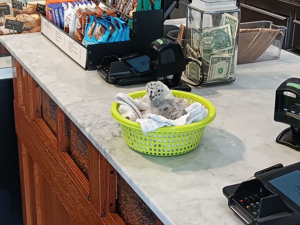 A baby bird at a peet's coffee