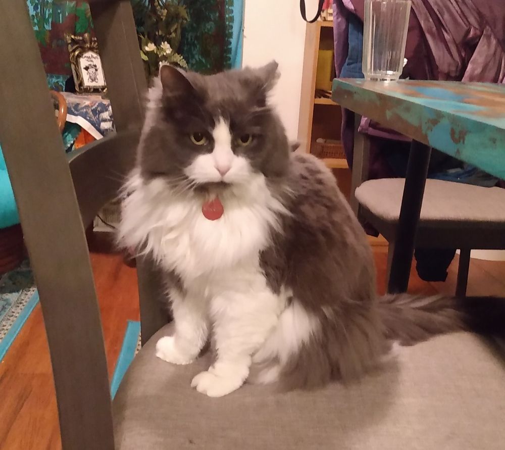 Gray and white cat sitting on a chair.