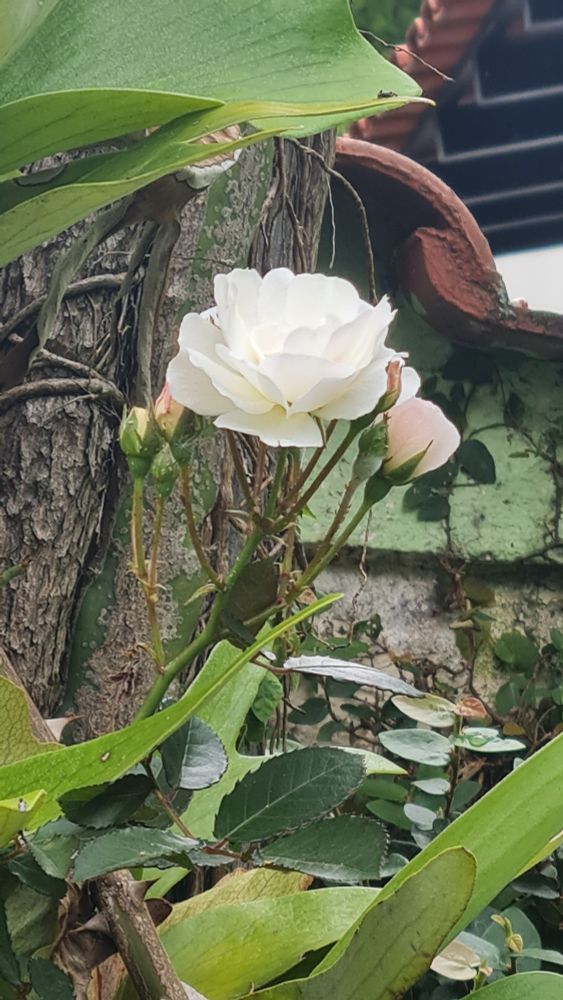 Rosa Branca em meio a folhagens