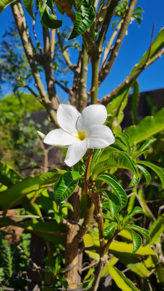 Florzinha branca que eu não sei o nome