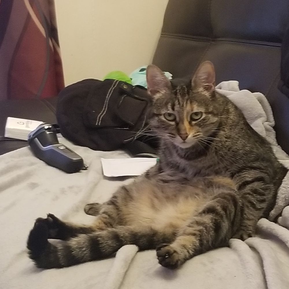 Cat the cat sitting like an odd little gremlin and glaring at the camera with her cute lil tummy up