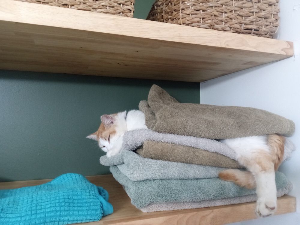 Cat sleeping between folded towels
