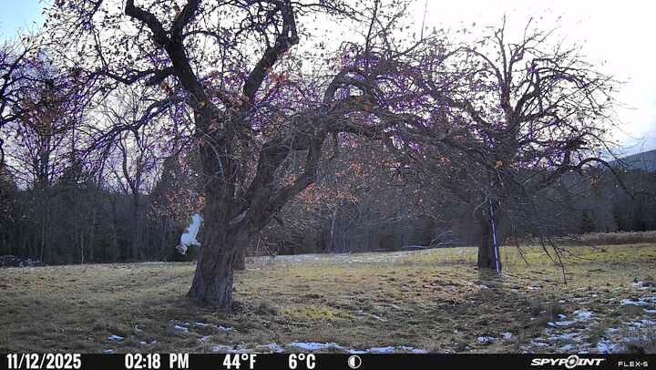 Trail cam shot of apple trees with a cat leaping downward.