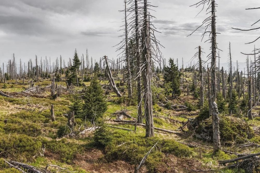 Werden die deutschen Wälder zum Klimaproblem?