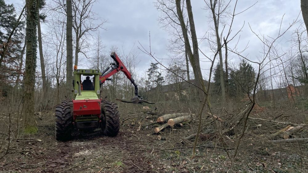 Klimawandel zerstört immer mehr Wald auf dem Trierer Petrisberg