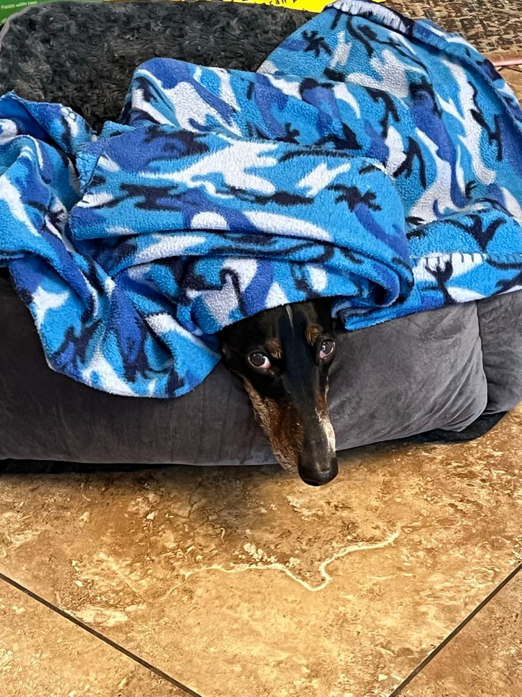 A very hopeful piebald dachshund peers up at you. His head is handing over the edge of his grey bed. A blue camo blanket covers the rest of his body. 