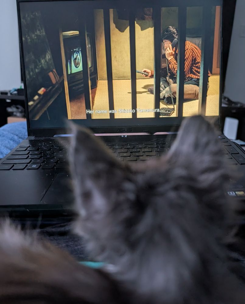 Kitten facing a laptop screen that's playing Ringu