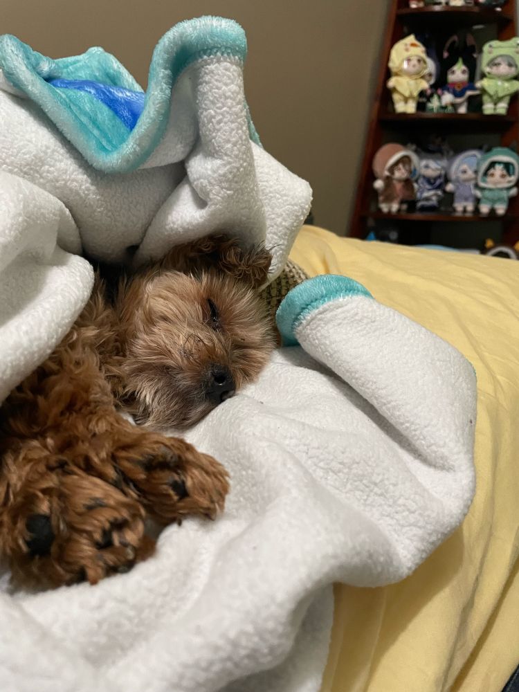 A sleeping princess in the midst of her slumber, dreaming about a world where her human never leaves her side and there’s an infinite food glitch where all she has to do is give the puppy-dog eyes and she instantly gets food, and the neighborhood dogs do not exist, meaning she has no competition and all the attention is on her 24/7.