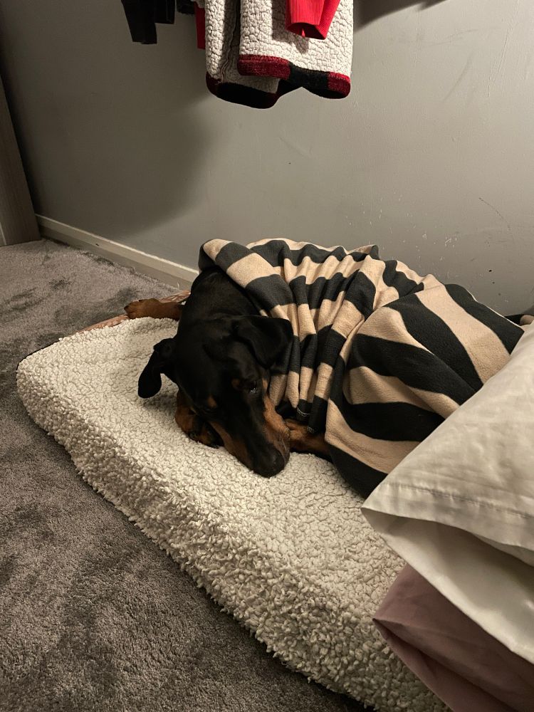 A dobermann curled up on a flocked blanket on a mattress on the floor, she’s wrapped in a striped blanket and folding her feet beneath her. 