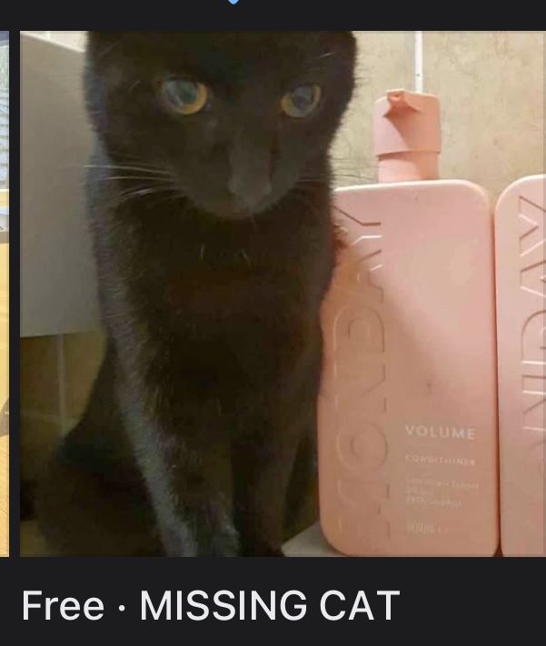 Facebook marketplace ad Free- MISSING CAT
With a photo of generic black cat sat next to shampoo bottles 