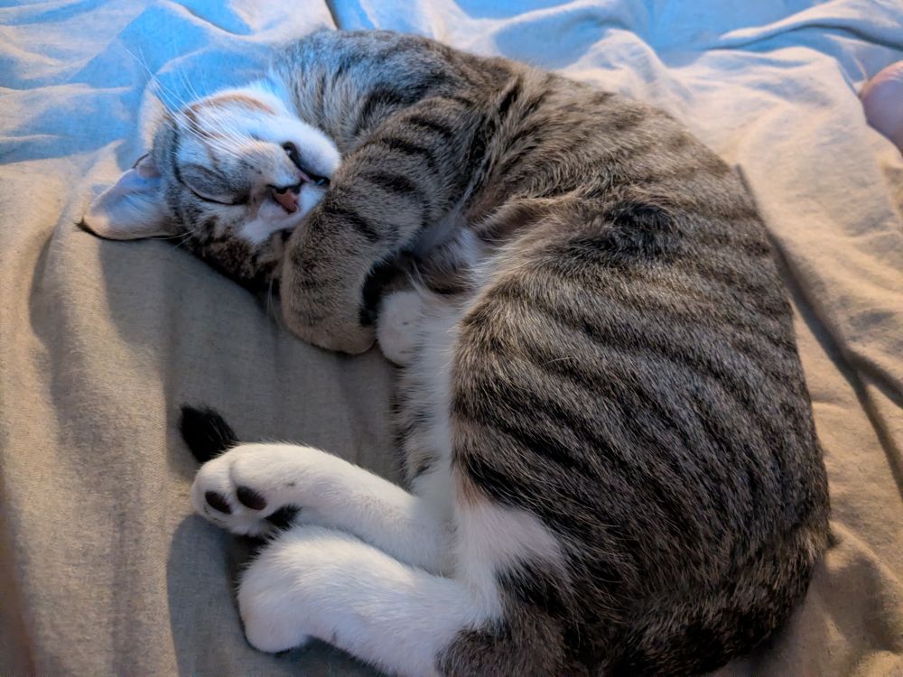 A tabby kitten with white feet curled up on a tan duvet, a single fang peeking out of his mouth