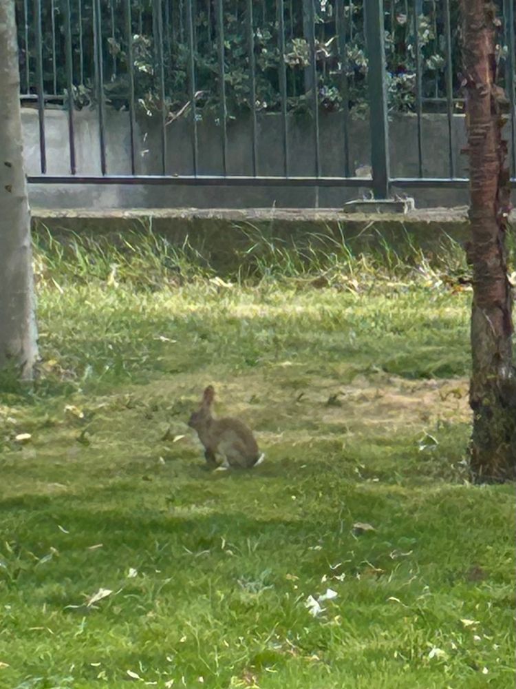 Inner-city rabbit on the campus of Leeds University