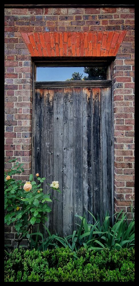 A garden bed and pale rose bush frame an old grey, weathered wooden door. Above the door is a small window reflecting the sky. Vivid red bricks form a bridge above the window.