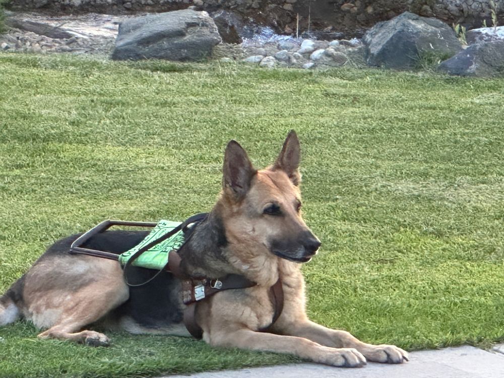 German Shepherd lying on grass wearing a service animal vest