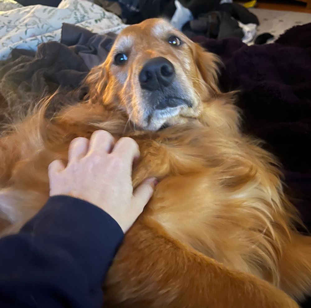 A large golden retriever takes up the entire bed for no reason
