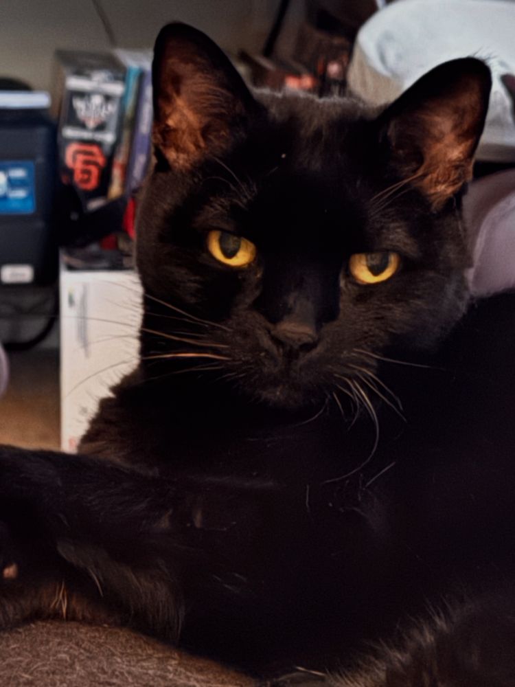 Black cat does not approve of people who write nasty comments on cat accounts. 