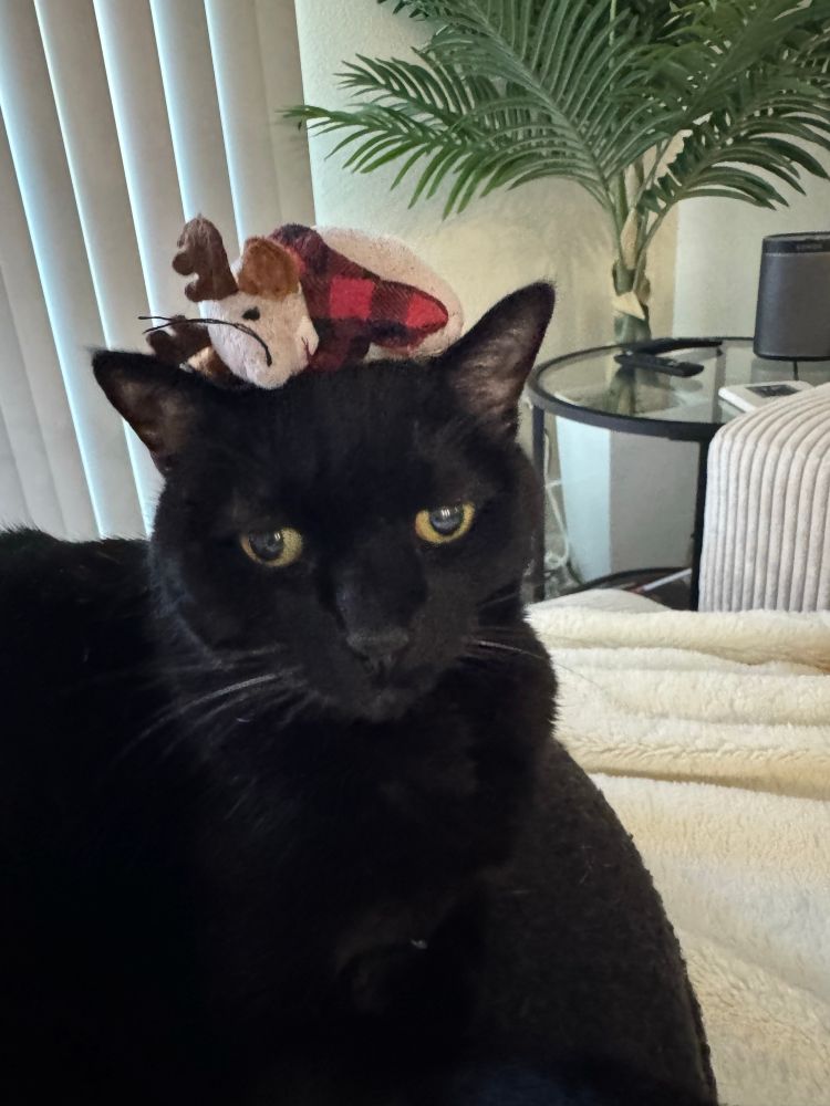 Sad-eyed black cat with a recently laundered mouse toy on her head. It’s clean, but all the good smells are gone. 