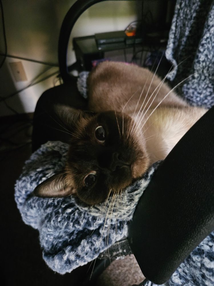 A seal colorpoint cat lying on a chair with a blanket. She is on her side with her head tilted and eyes slightly closed from the position on the blanket. Her whiskers are very long and prominent, and her eyes are dilated as she looks at the camera.