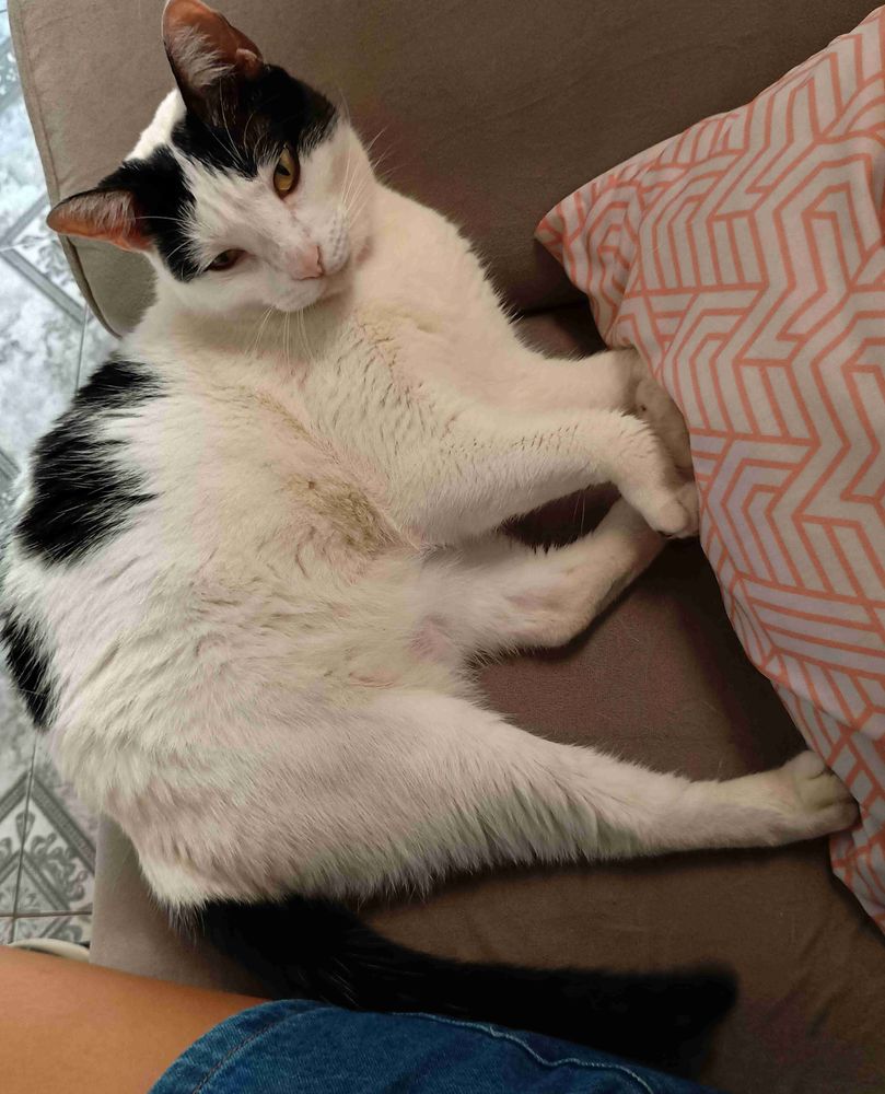 Uma gatinha linda, cor