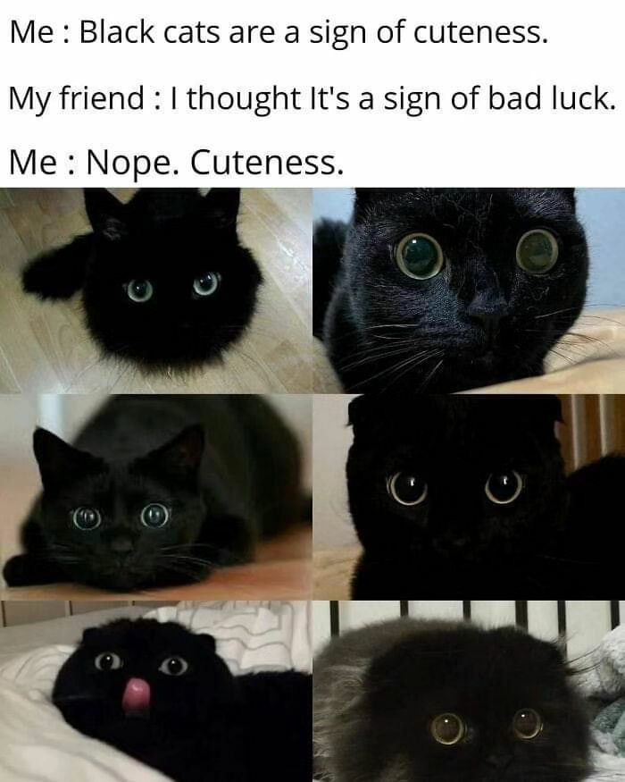Me: Black cats are a sign of cuteness.

My friend: I thought it’s a sign of bad luck.

Me: Nope. Cuteness.