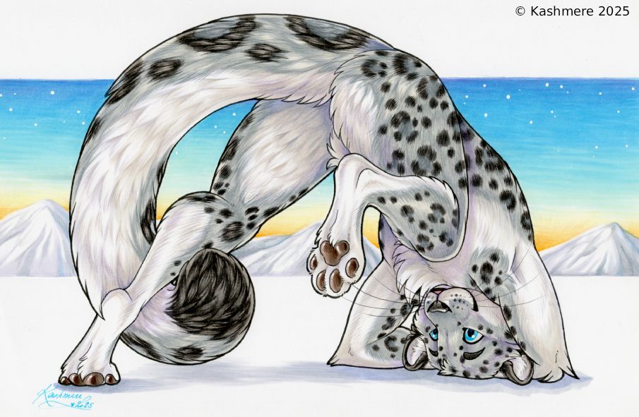Snow leopard leaning on it's head with a hindpaw in the air