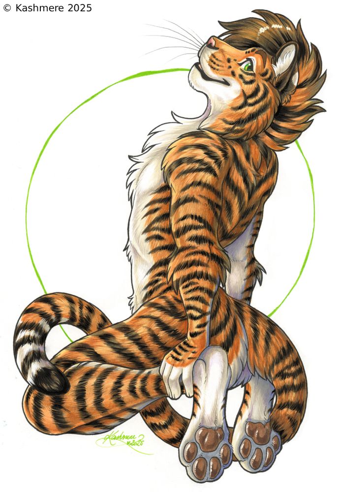Male tiger, leaning on his hind paws and looking at the viewer