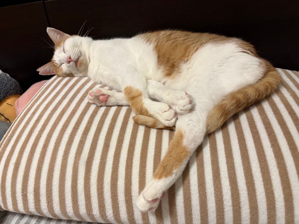 眠る茶白の猫。片足が伸びている。