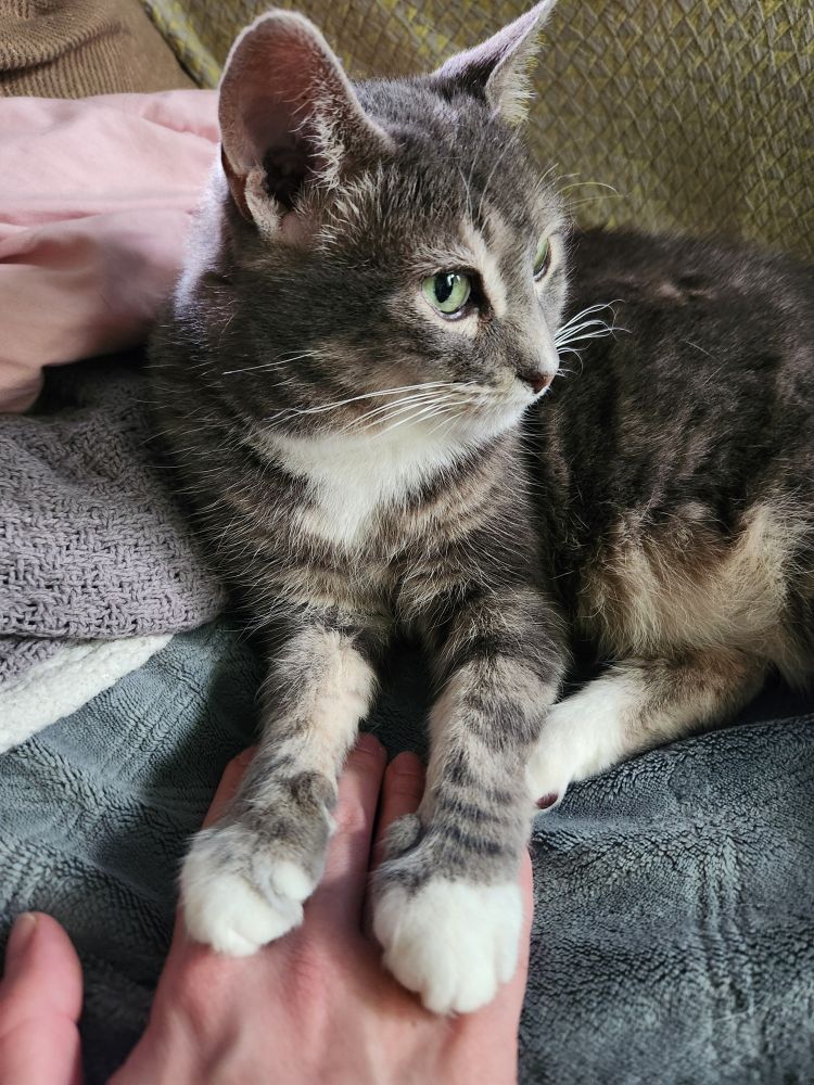 closeup of fennel's paws on my hand