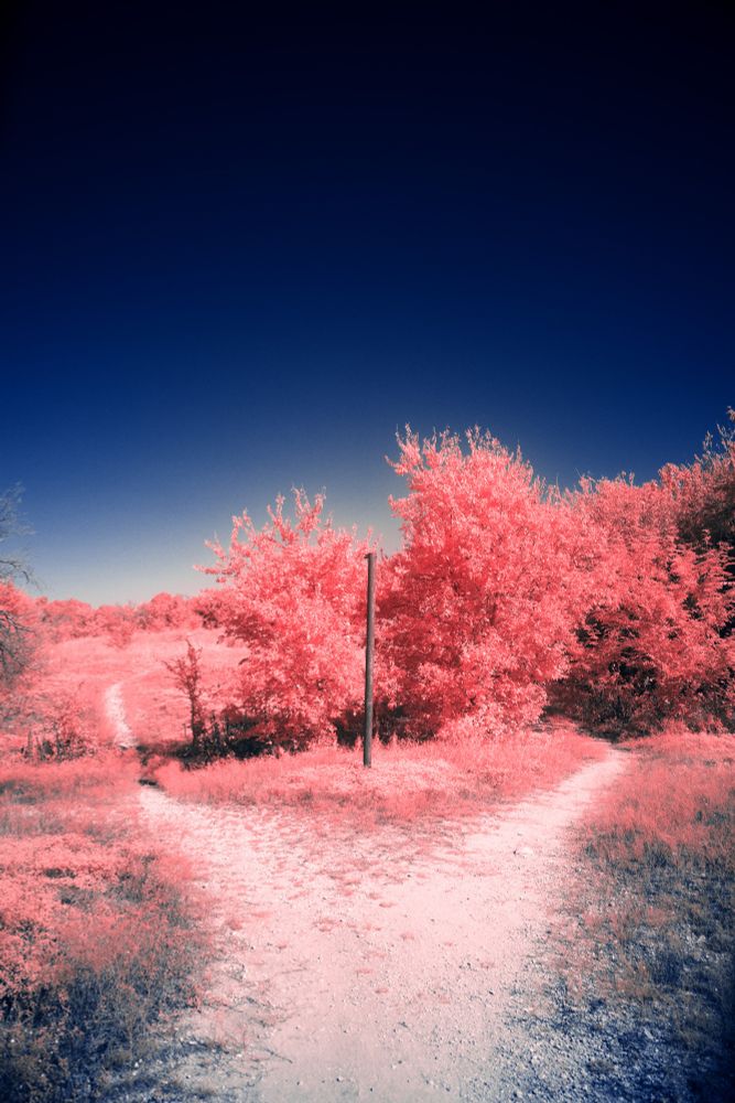 A false color digital infrared image of a random park. The grass and trees are all shades of red underneath a deep dark blue sky. There is a lighter gravel path leading off into the hills. 