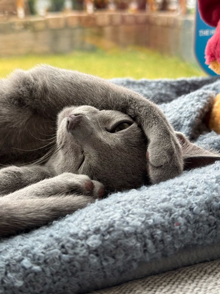 Cute Russian Blue kitten curled up on his back with his paw on his cheek.