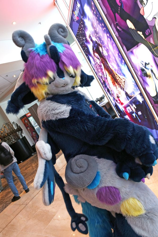 A photograph of Fable, a furry kemono creature with dark blue and white fur. She is looking at the camera with her arms crossed in front of her stomach, looking shy.