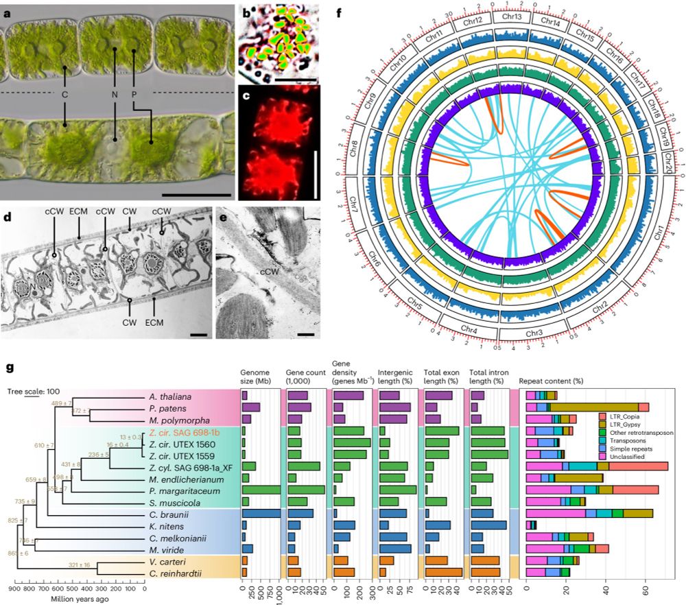 Genomes of multicellular algal sisters to land plants illuminate signaling network evolution