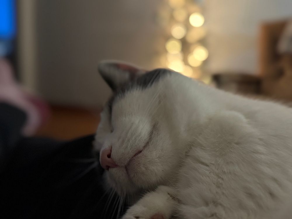 Buddy the cat snuggles on a lap with a Christmas tree in the background
