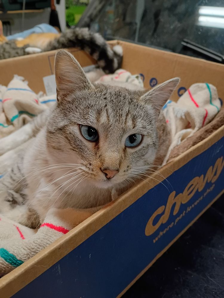 Ghost is a cream and grey striped cat with striking blue eyes laying in a box with a striped towel over a self heating cat bed.  He's a available for adoption.
