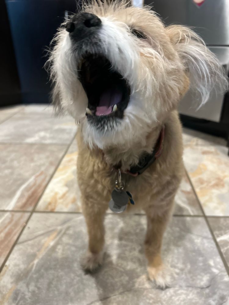 Fluffy white and tan dog caught mid-yawn, but it could look like he’s talking or shouting 