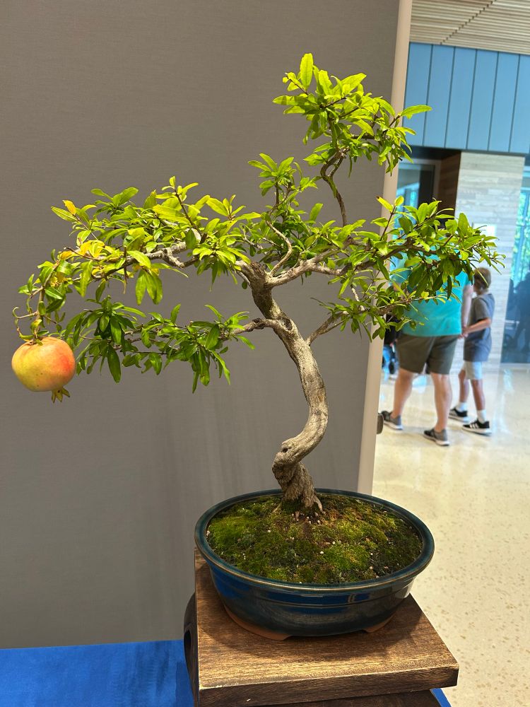 20 yr old pomegranate bonsai with an actual pomegranate fruit growing