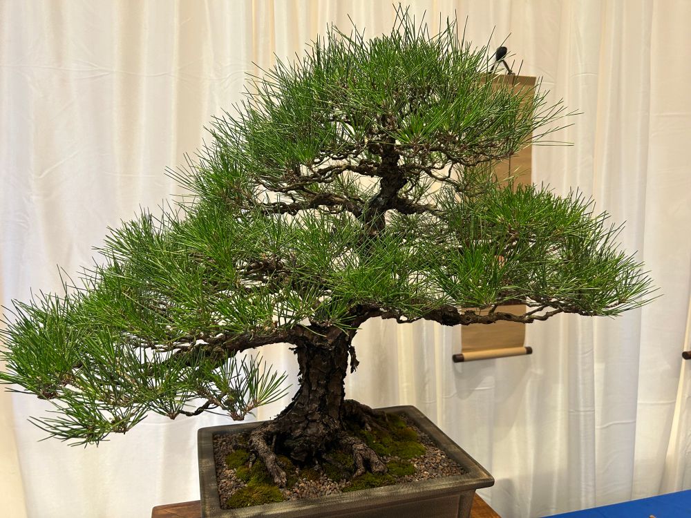 Black pine bonsai, 65yrs old
