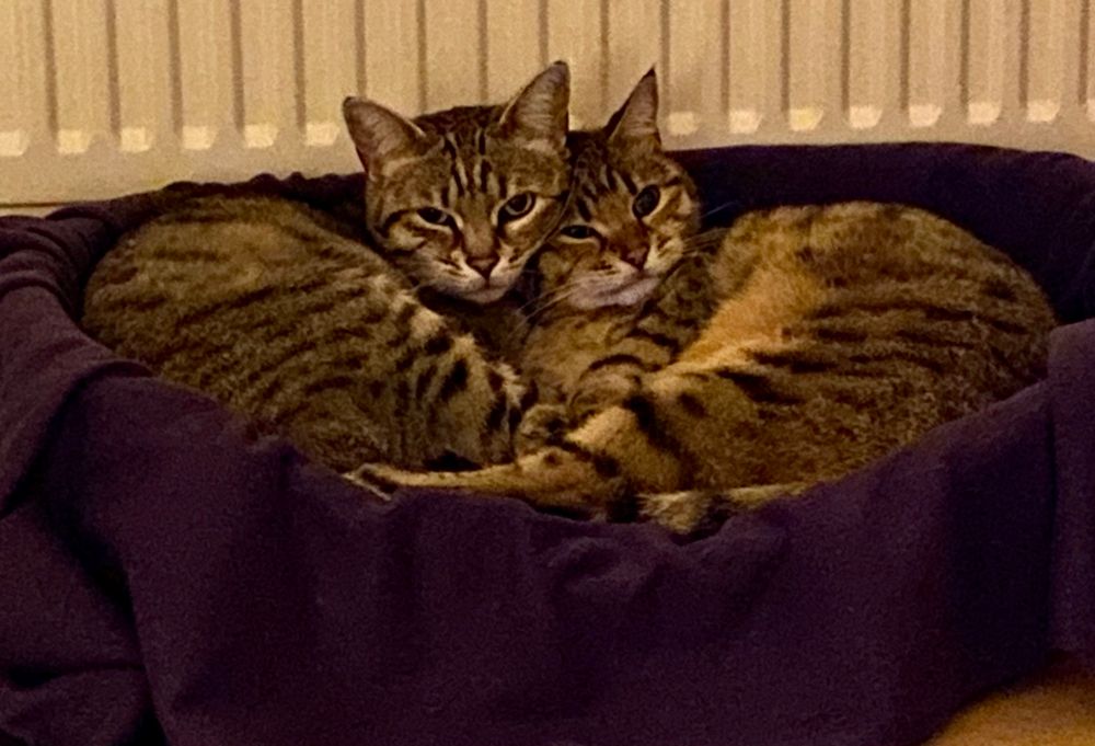 Zwei Katzen die zusammen gekuschelt in einem Korb liegen 