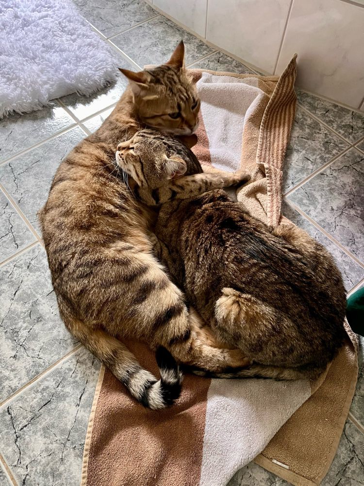 Zwei Katzen liegen auf einem Handtuch auf dem Badezimmer Fußboden und Putzen sich gegenseitig