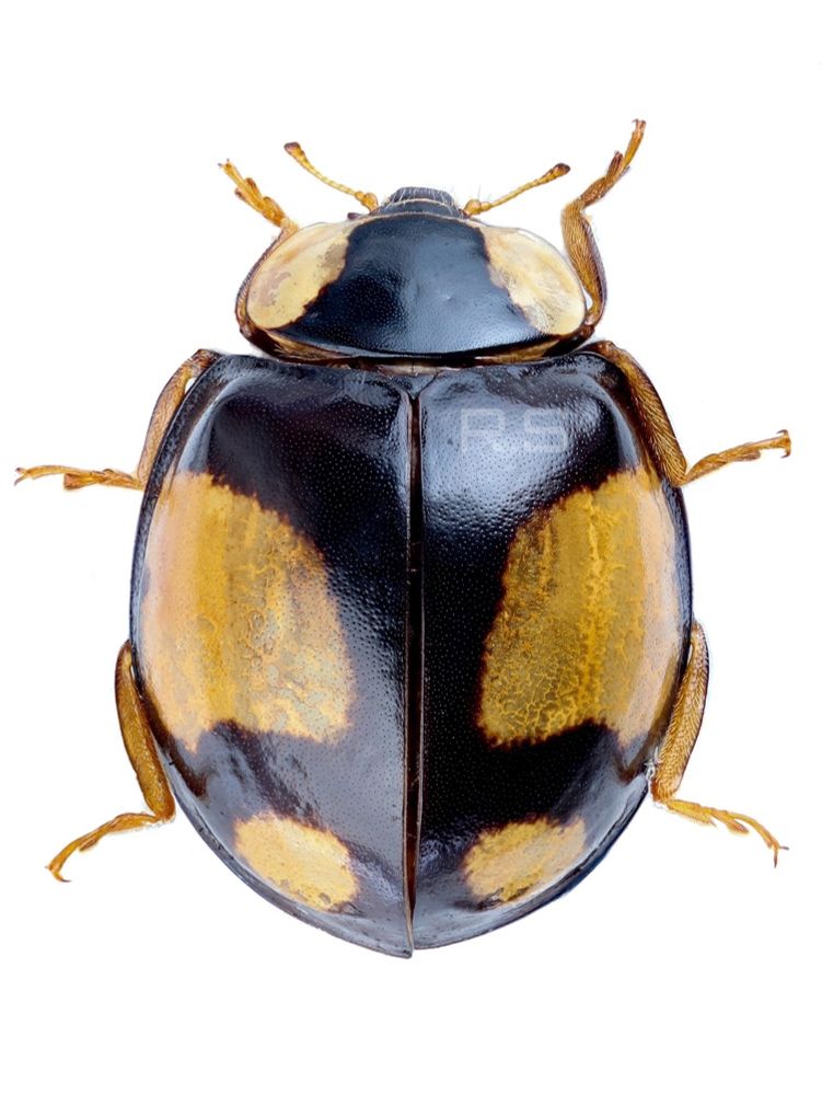 Harmonia axyridis (Pallas, 1773)