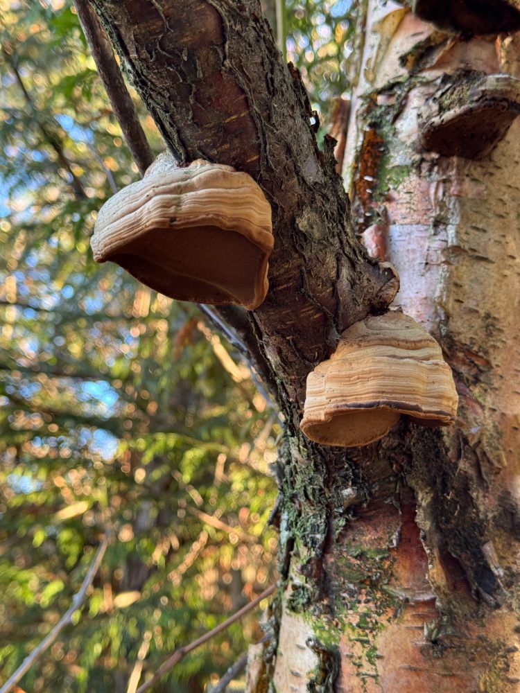 Two beige hoof shaped fome mushrooms staggered along a tree branch extending towards to camera from the trunk of the tree. Background is sunlit out of focus tree branches
