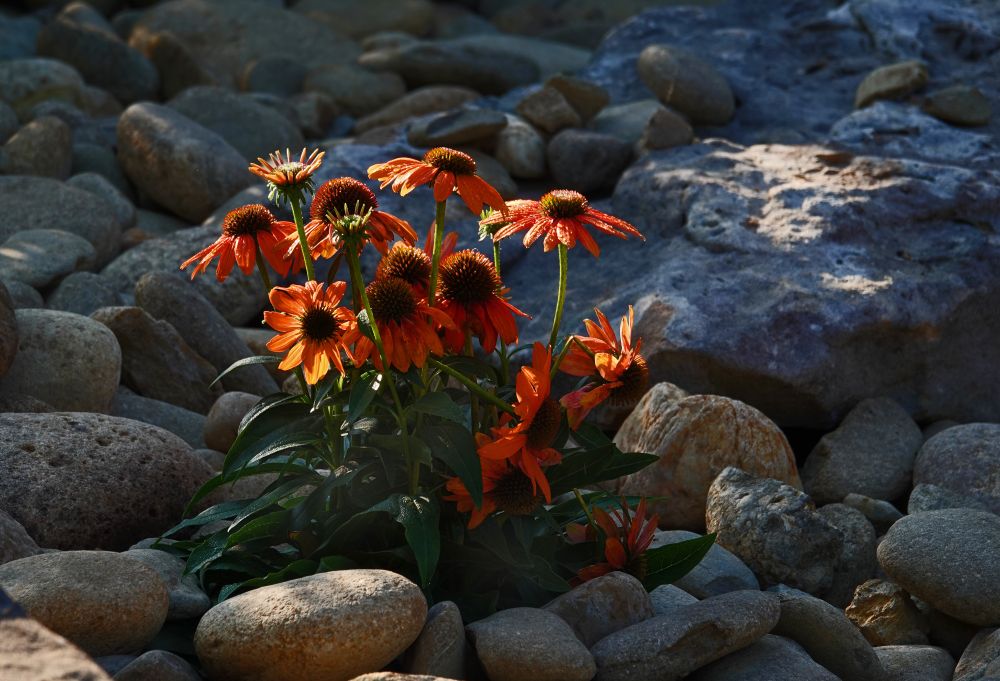 Sunlit orange flowers growing on a rock pile