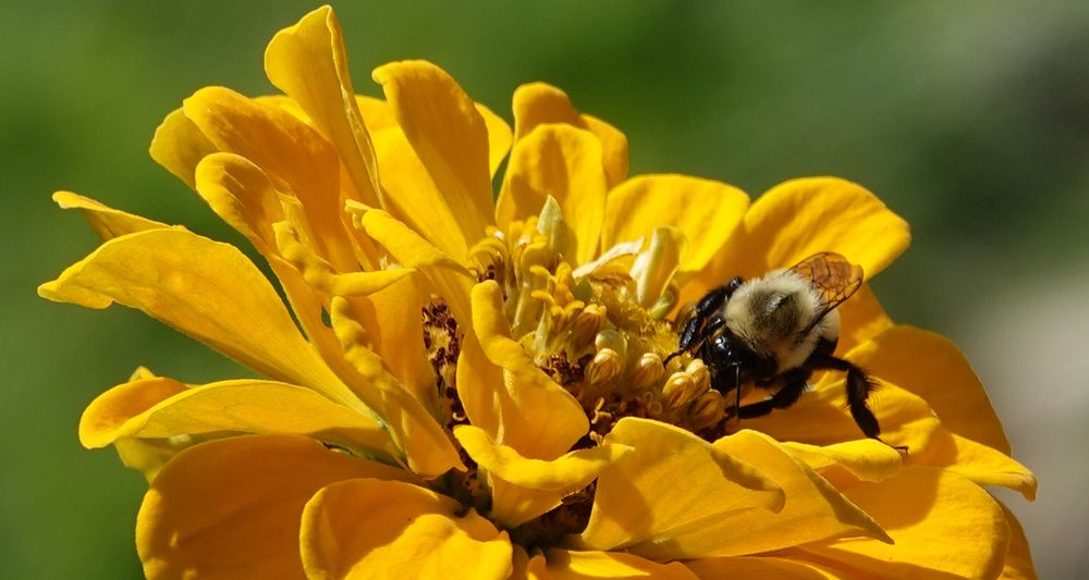 A bumblebee digs deep into the middle of a yellow flower