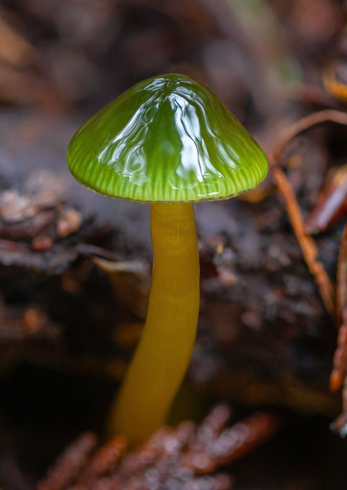 A beautiful mushroom with a deep yellow stipe and shiny green cap emerges from underneath a decaying dark brown stick in the ground. Faint striations of dark green mix with light green on the margins of the cap. The light green fades to a darker green at the top of the cap. 