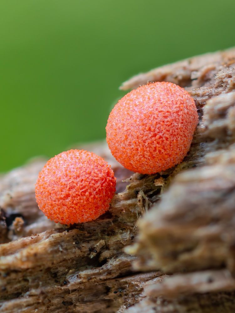 This is a very close-up photo of two bright orange circular blobs resting on light brown decaying wood. The foreground is mostly blurry and some in-focus areas of the rough wood texture. Centered in the photo are the two orange blobs - these are the wolf's milk slime mold. The one on the right is slightly above the one on the left and sits at a 45° angle on an edge of the wood. The orange blobs are almost neon. They have a rough and bumpy texture, almost like sandpaper. The background is a blurry, dark green.