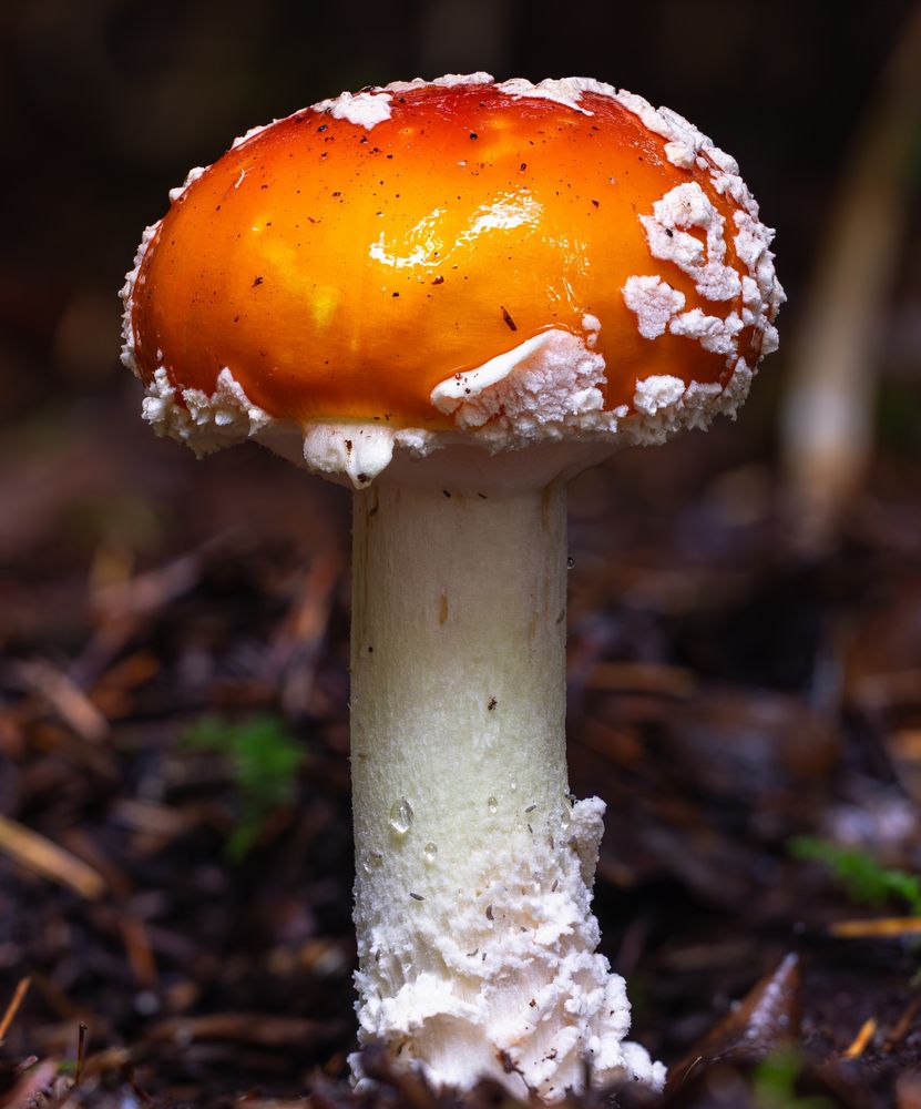 A beautiful tall mushroom with a thick white stipe and bulbous reddish-orange cap grows in a dark forest while a spot of sunlight highlights it. The base of the stipe is roughly textured and then smooth out quickly as it reaches the cap. A few water droplets appear on the surface near the base. The cap is almost spherical and is covered in patches of white material.